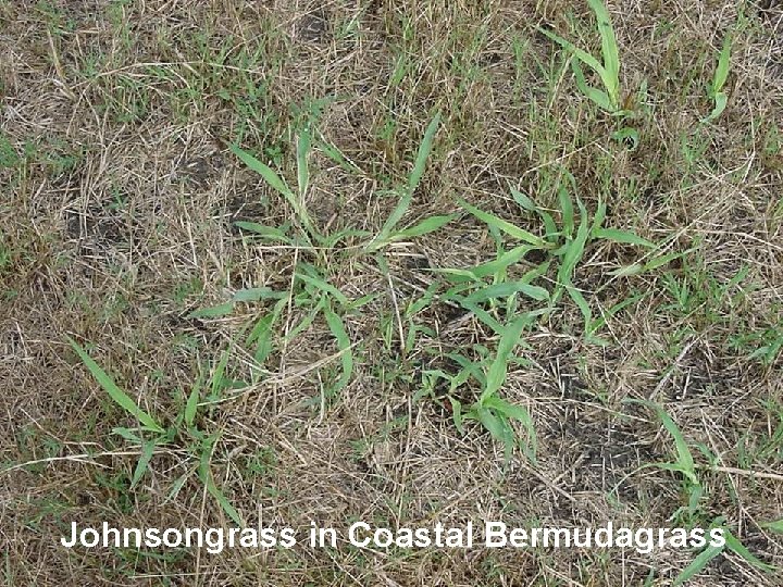 Johnsongrass in Coastal Bermudagrass 