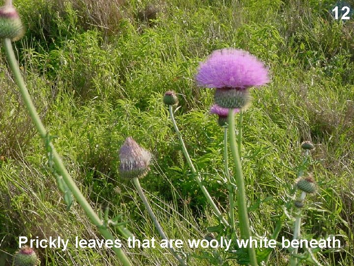 12 Prickly leaves that are wooly white beneath 