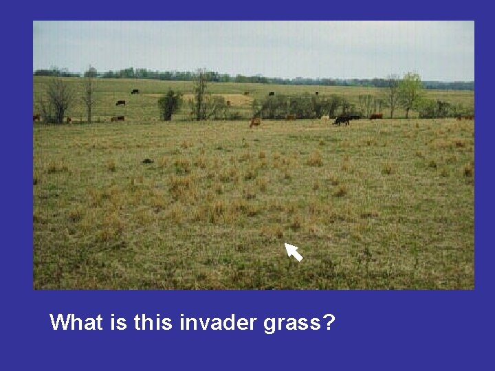 What is this invader grass? 