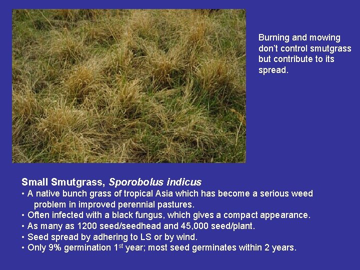 Burning and mowing don’t control smutgrass but contribute to its spread. Small Smutgrass, Sporobolus