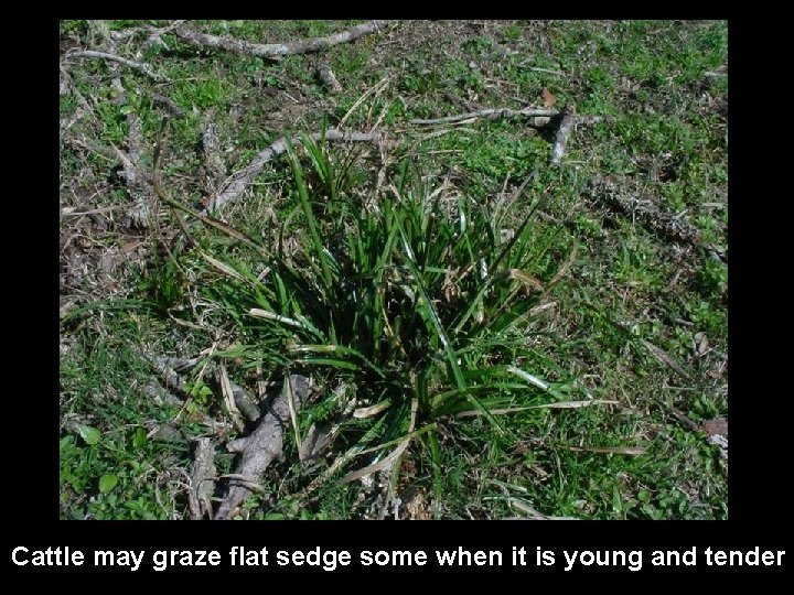 Cattle may graze flat sedge some when it is young and tender 