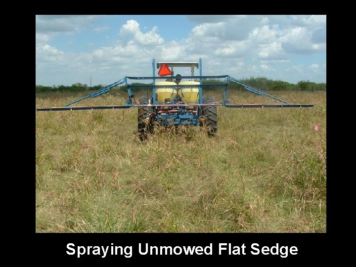 Spraying Unmowed Flat Sedge 