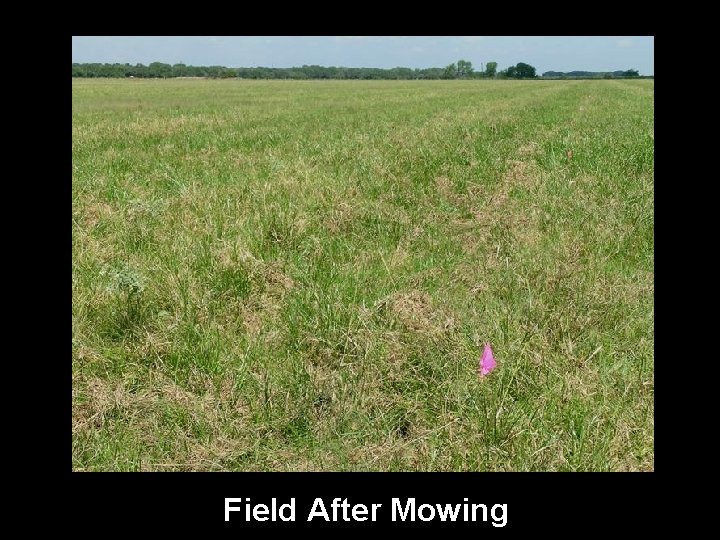 Field After Mowing 