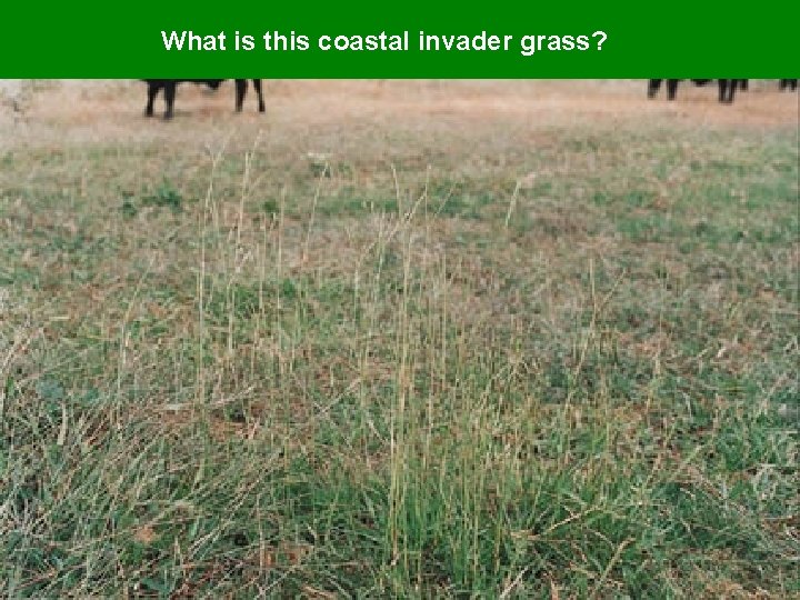 What is this coastal invader grass? 