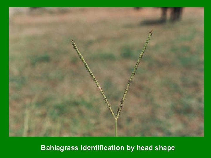 Bahiagrass Identification by head shape 