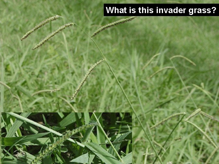 What is this invader grass? 