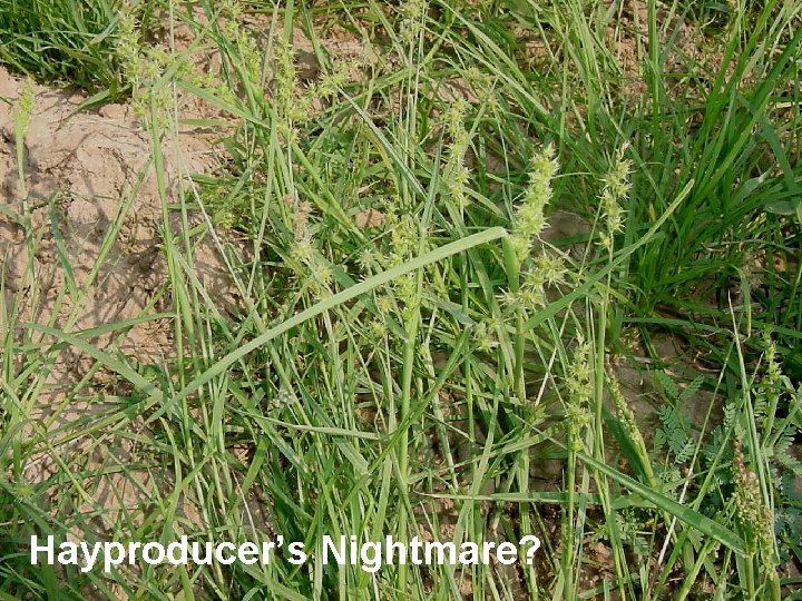 Hayproducer’s Nightmare? 