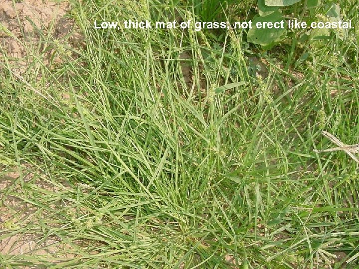 Low, thick mat of grass; not erect like coastal. 