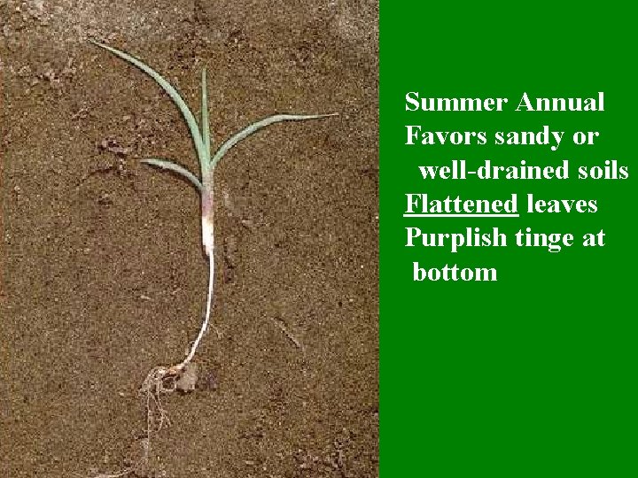 Summer Annual Favors sandy or well-drained soils Flattened leaves Purplish tinge at bottom 