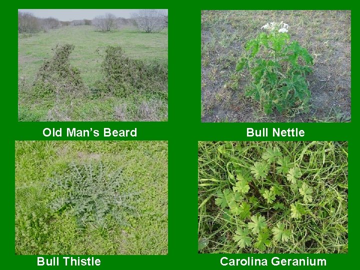 Old Man’s Beard Bull Thistle Bull Nettle Carolina Geranium 