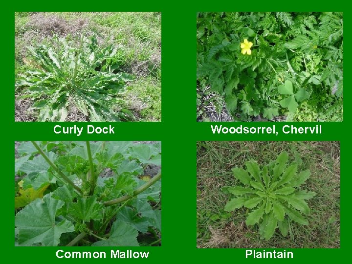Curly Dock Common Mallow Woodsorrel, Chervil Plaintain 
