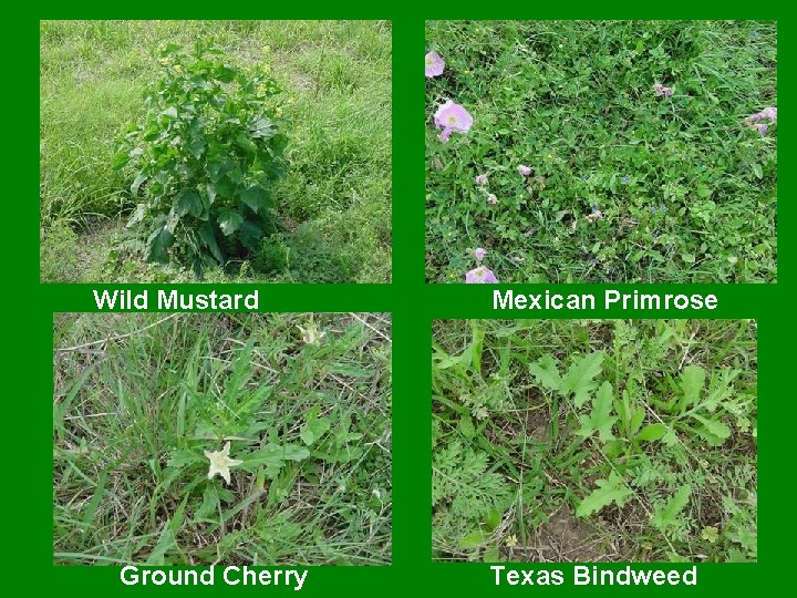 Wild Mustard Ground Cherry Mexican Primrose Texas Bindweed 