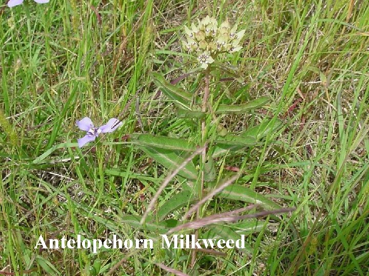 Antelopehorn Milkweed 