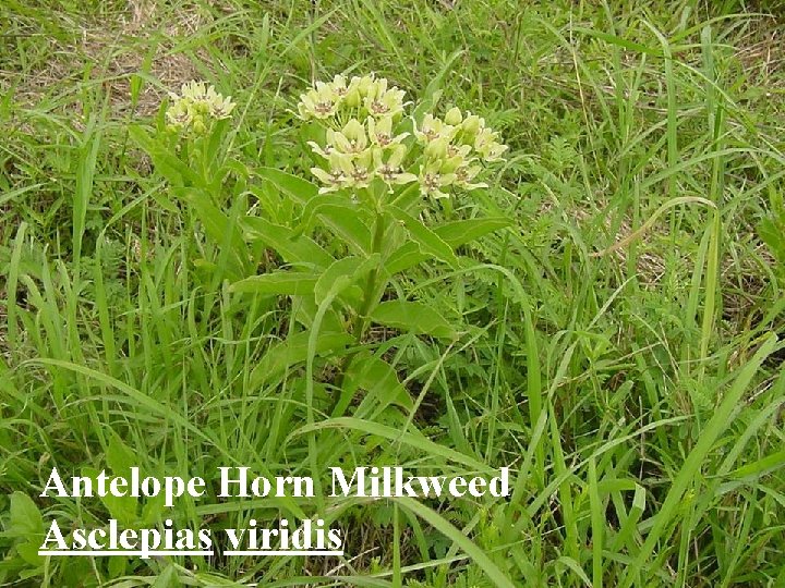 Antelope Horn Milkweed Asclepias viridis 