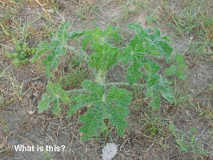 What is this? 
