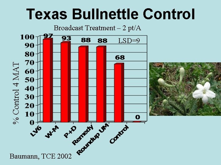 Texas Bullnettle Control Broadcast Treatment – 2 pt/A % Control 4 MAT LSD=9 Baumann,