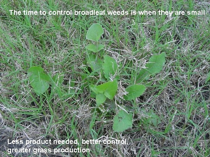 The time to control broadleaf weeds is when they are small Less product needed,