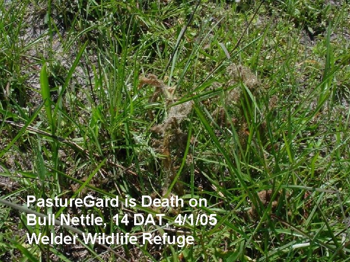 Pasture. Gard is Death on Bull Nettle, 14 DAT, 4/1/05 Welder Wildlife Refuge 