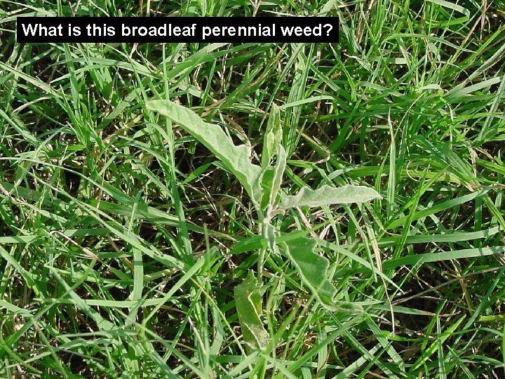 What is this broadleaf perennial weed? 