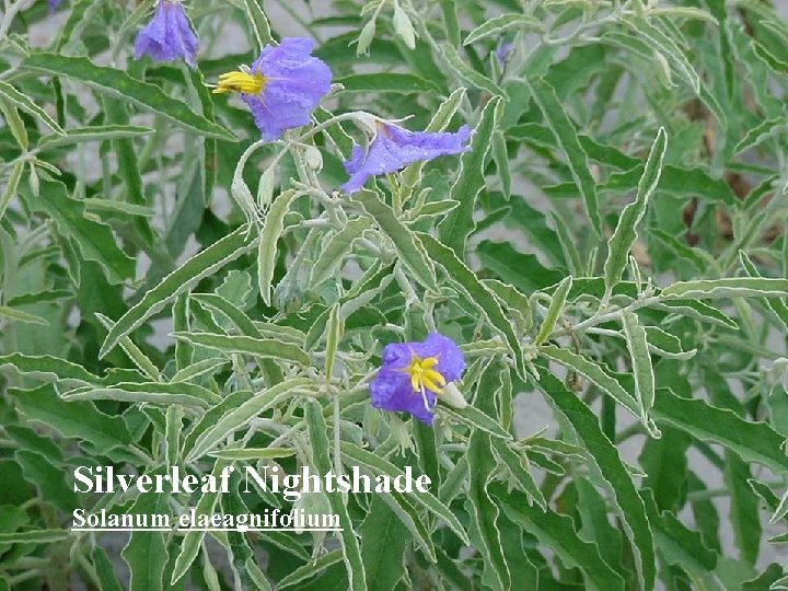 Silverleaf Nightshade Solanum elaeagnifolium 