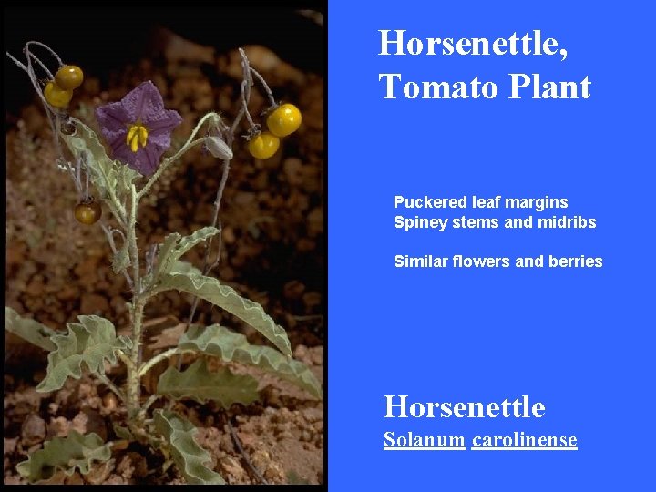 Horsenettle, Tomato Plant Puckered leaf margins Spiney stems and midribs Similar flowers and berries