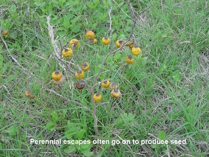 Perennial escapes often go on to produce seed. 