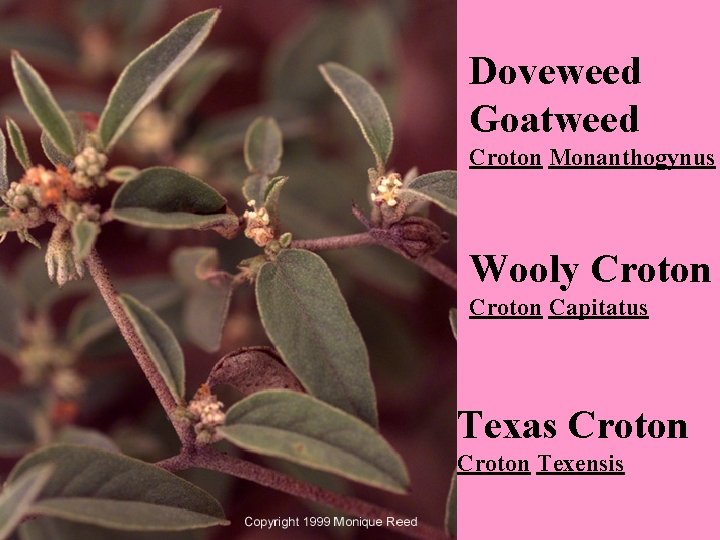 Doveweed Goatweed Croton Monanthogynus Wooly Croton Capitatus Texas Croton Texensis 