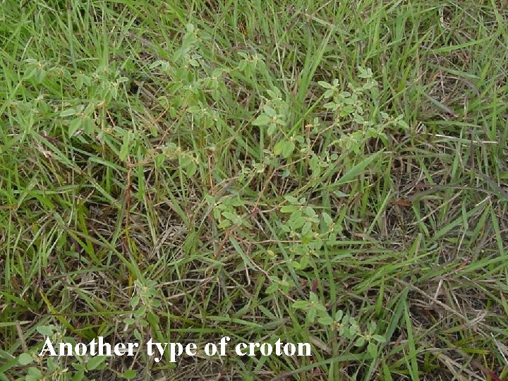 Another type of croton 