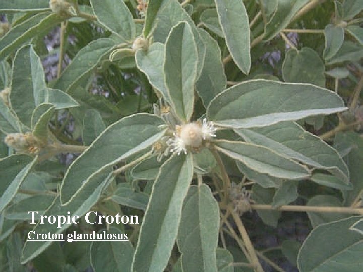 Tropic Croton glandulosus 