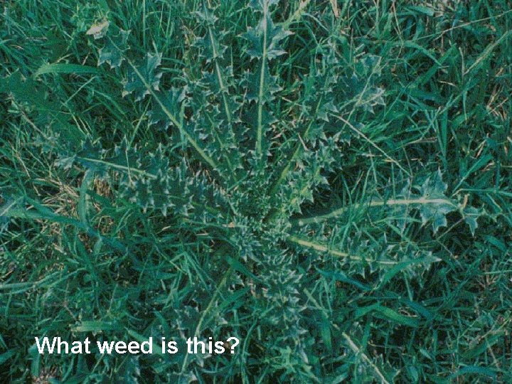 What weed is this? 