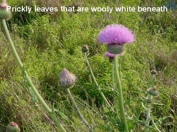 Prickly leaves that are wooly white beneath 