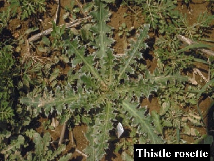 Thistle rosette 