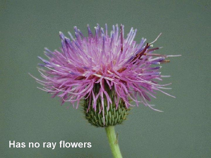 Has no ray flowers 