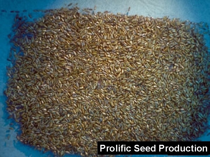 Prolific Seed Production 