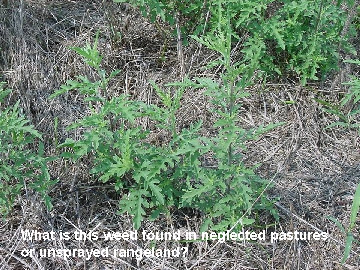 What is this weed found in neglected pastures or unsprayed rangeland? 