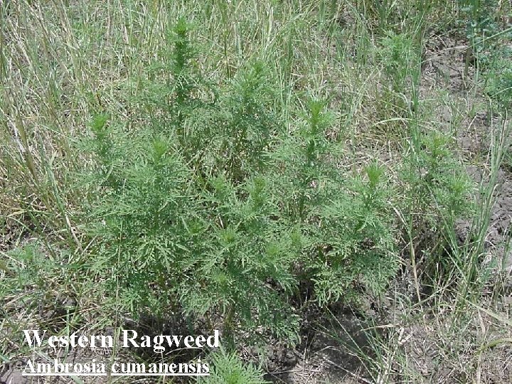 Western Ragweed Ambrosia cumanensis 