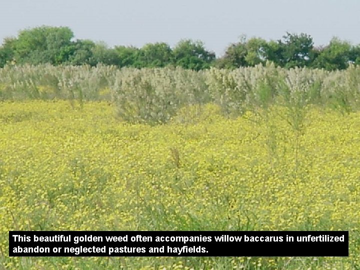 This beautiful golden weed often accompanies willow baccarus in unfertilized abandon or neglected pastures