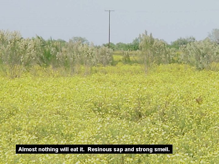 Almost nothing will eat it. Resinous sap and strong smell. 