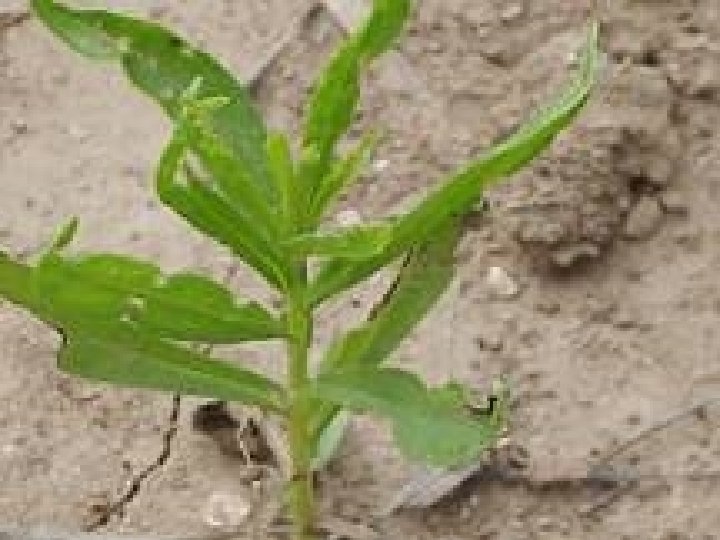 Broomweed 