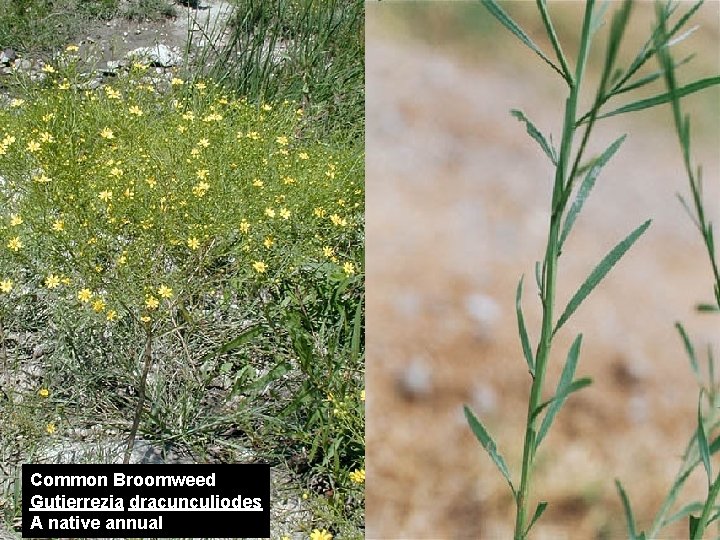 Common Broomweed Gutierrezia dracunculiodes A native annual 