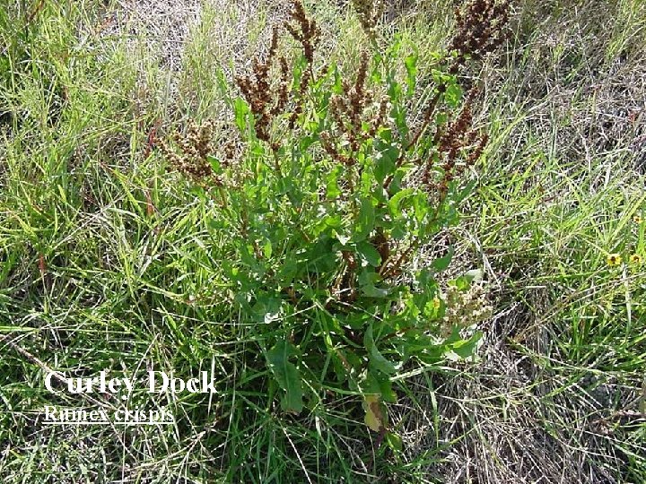 Curley Dock Rumex crispis 