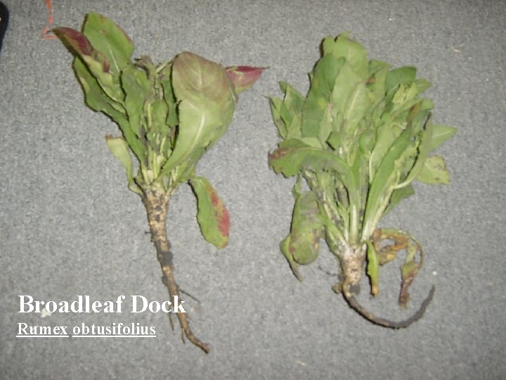 Broadleaf Dock Rumex obtusifolius 