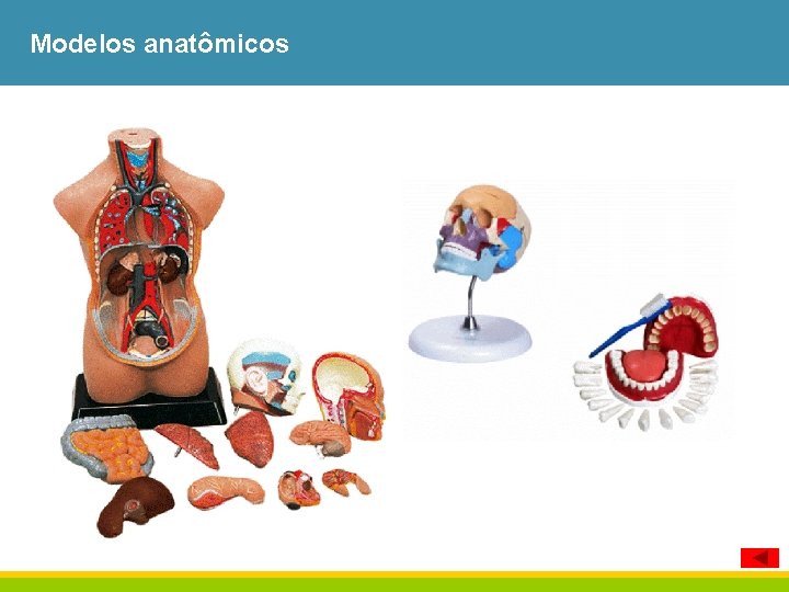 Modelos anatômicos 