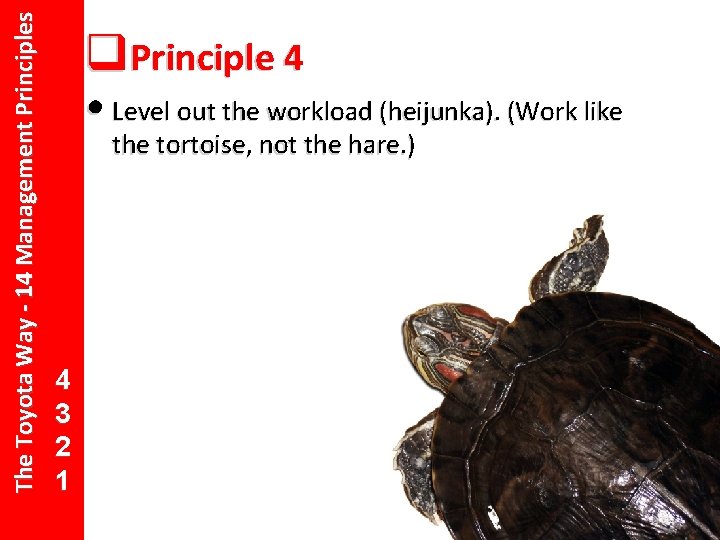 The Toyota Way - 14 Management Principles q 14 Principle 4 13 12 •