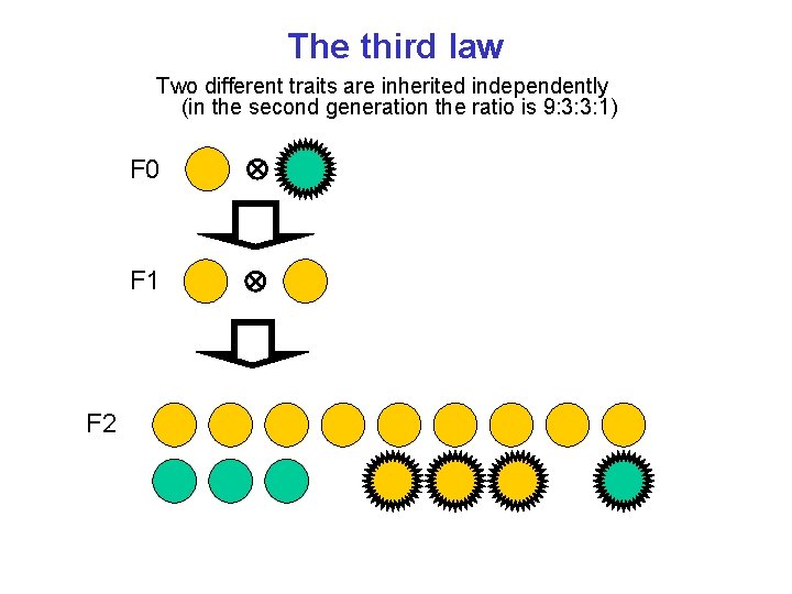 The third law Two different traits are inherited independently (in the second generation the