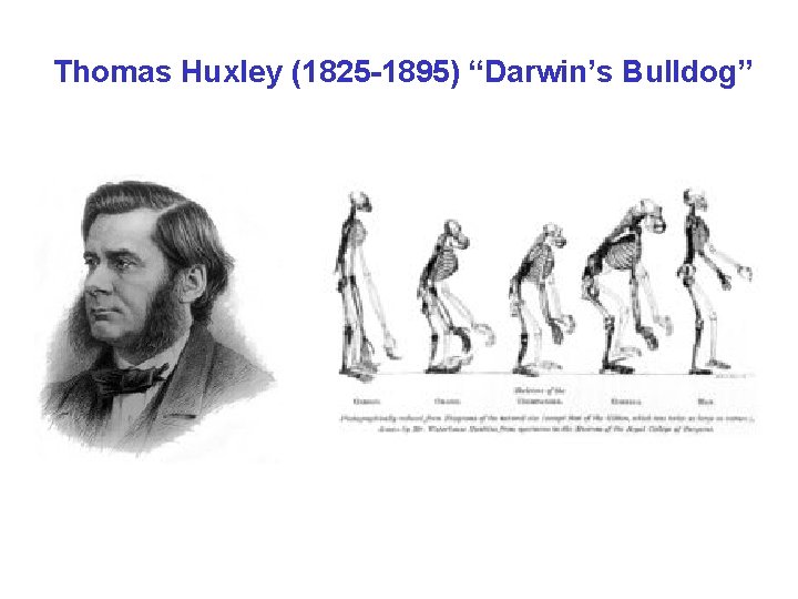 Thomas Huxley (1825 -1895) “Darwin’s Bulldog” 