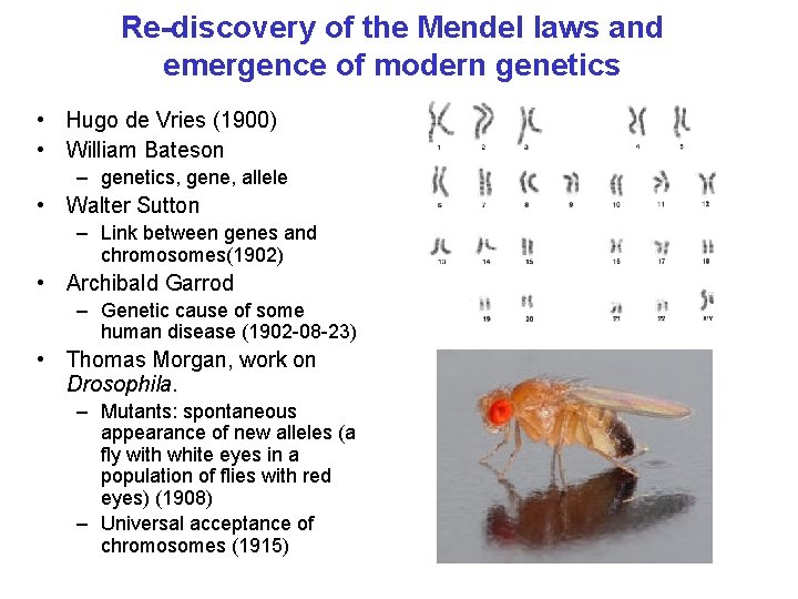 Re-discovery of the Mendel laws and emergence of modern genetics • Hugo de Vries