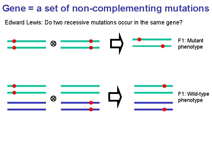 Gene = a set of non-complementing mutations Edward Lewis: Do two recessive mutations occur