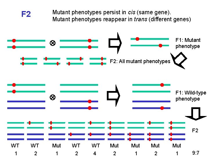 Mutant phenotypes persist in cis (same gene). Mutant phenotypes reappear in trans (different genes)