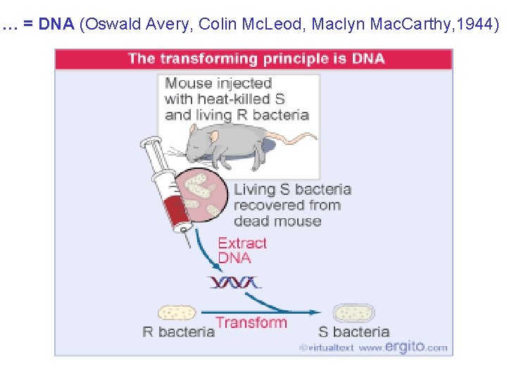 … = DNA (Oswald Avery, Colin Mc. Leod, Maclyn Mac. Carthy, 1944) 